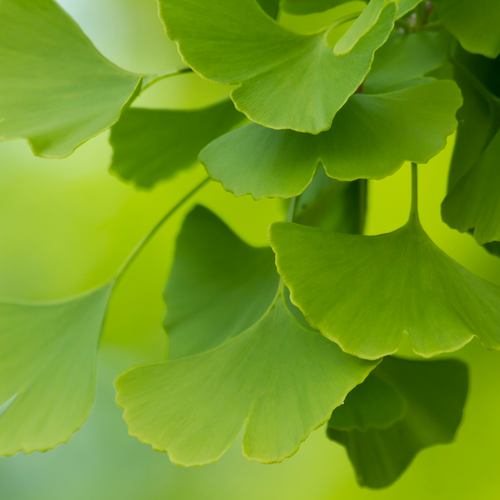 Ginkgo Biloba Extract: Een Natuurlijk Wonder voor Geheugen en Focus