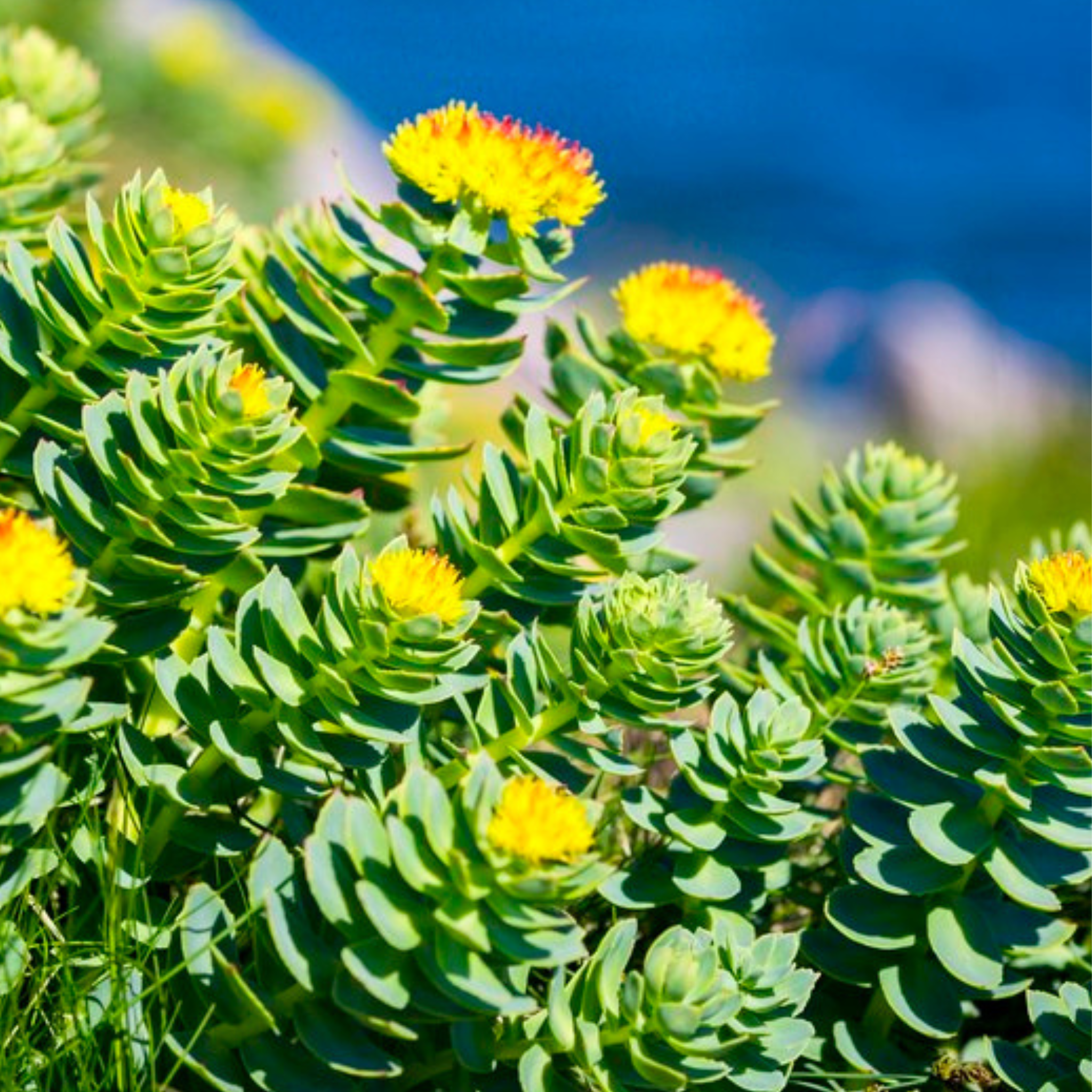 Rhodiola Rosea:  Het Krachtige Kruidenextract voor Energie, Focus en Stressvermindering