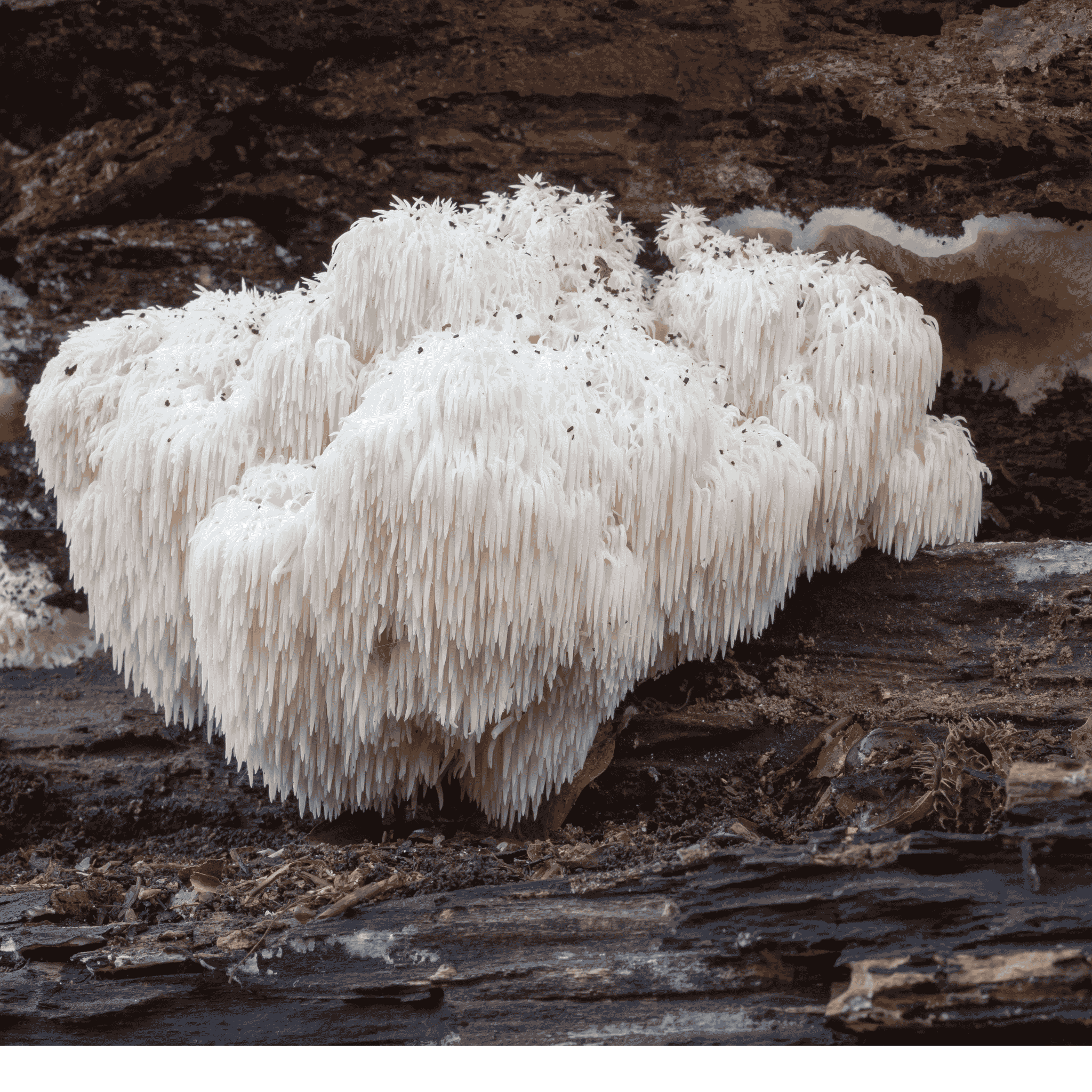 Lion’s Mane: Heb je er al van gehoord?