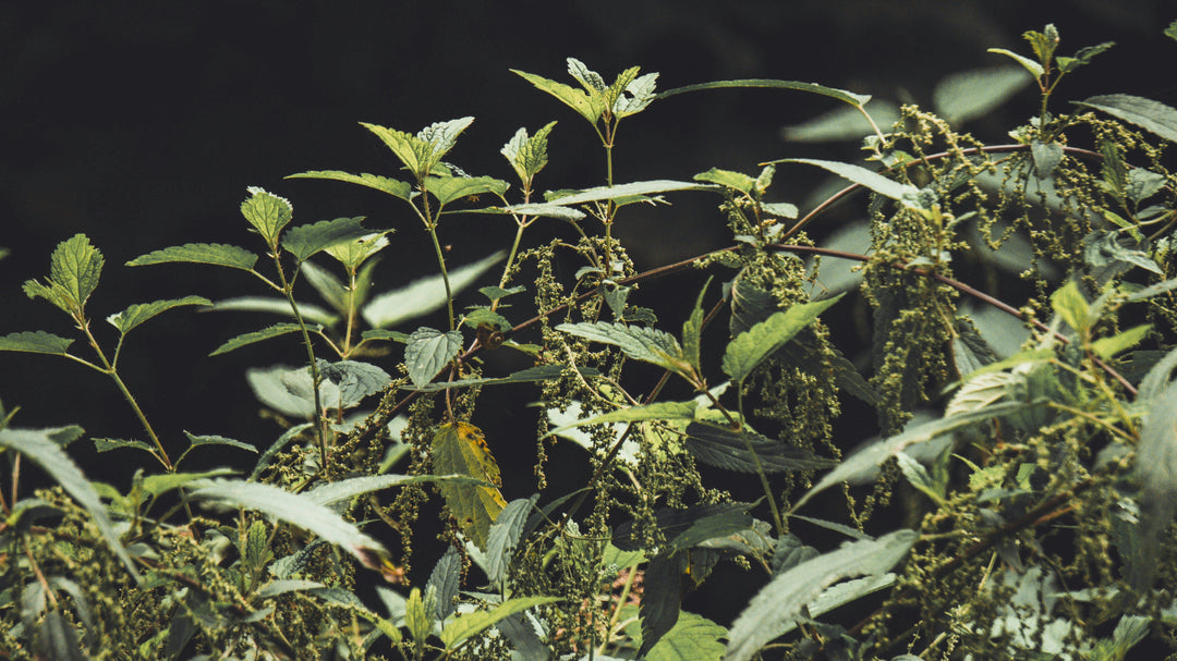Turkesterone: De natuurlijke spierbooster?