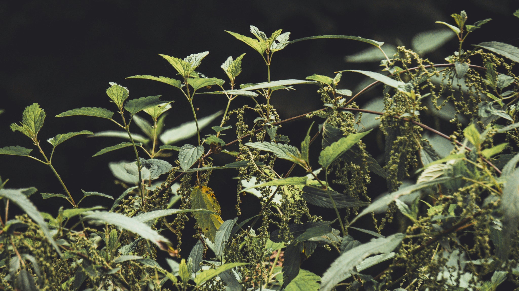 Turkesterone: De natuurlijke spierbooster?