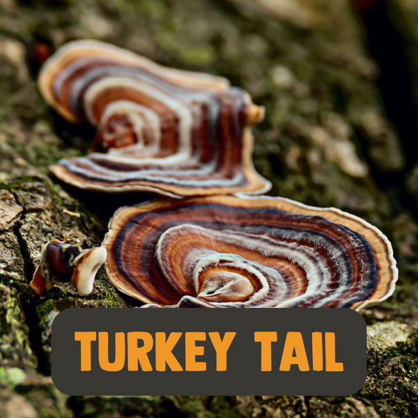 Turkey Tail Poeder
