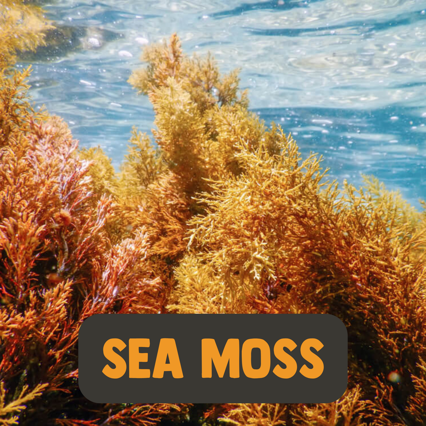 Organic Sea Moss Capsules
