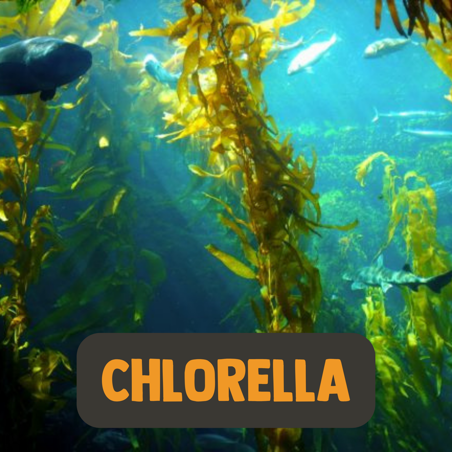 Chlorella Tabletten Biologisch